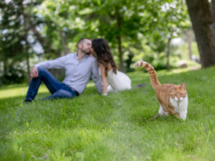 Cats Are The Masters Of Photobombing!
