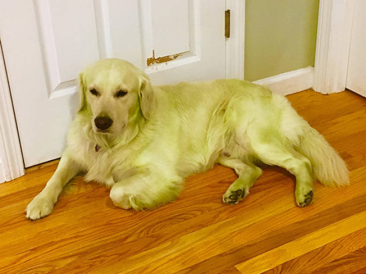 Don’t Let Your Dogs Play In Freshly Cut Grass…