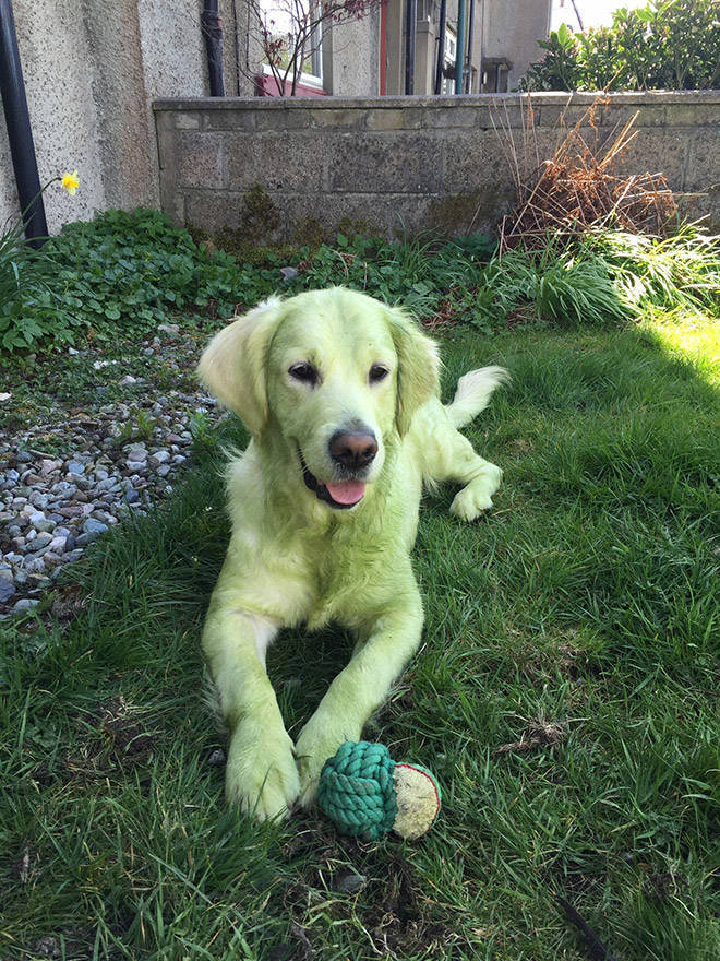Don’t Let Your Dogs Play In Freshly Cut Grass…