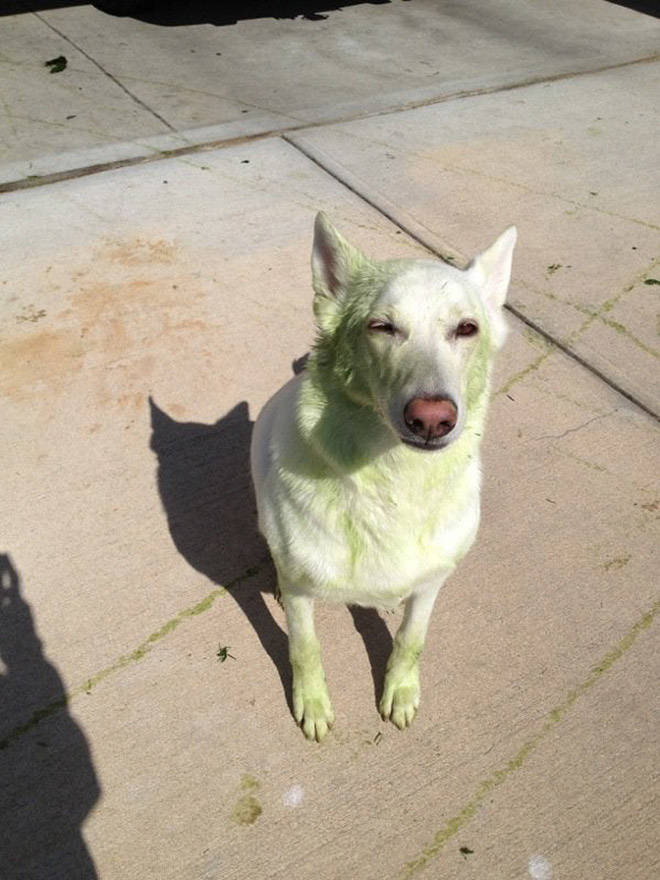 Don’t Let Your Dogs Play In Freshly Cut Grass…