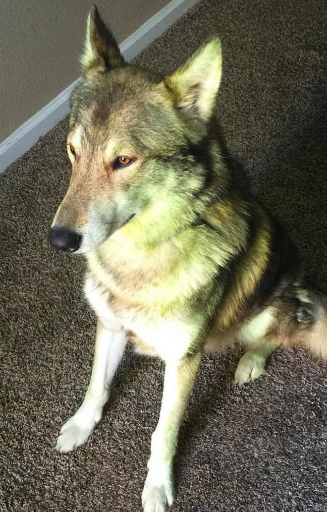 Don’t Let Your Dogs Play In Freshly Cut Grass…