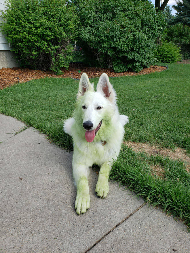 Don’t Let Your Dogs Play In Freshly Cut Grass…