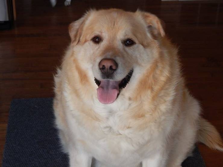 Owner Overfeeds This Golden Retriever, Decides To Put Him Down Because Of Obesity, But Vet Saves The Poor Dog