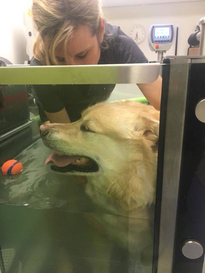 Owner Overfeeds This Golden Retriever, Decides To Put Him Down Because Of Obesity, But Vet Saves The Poor Dog