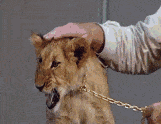 Animators From The Lion King Giving A Lesson With Real Lions In 1992