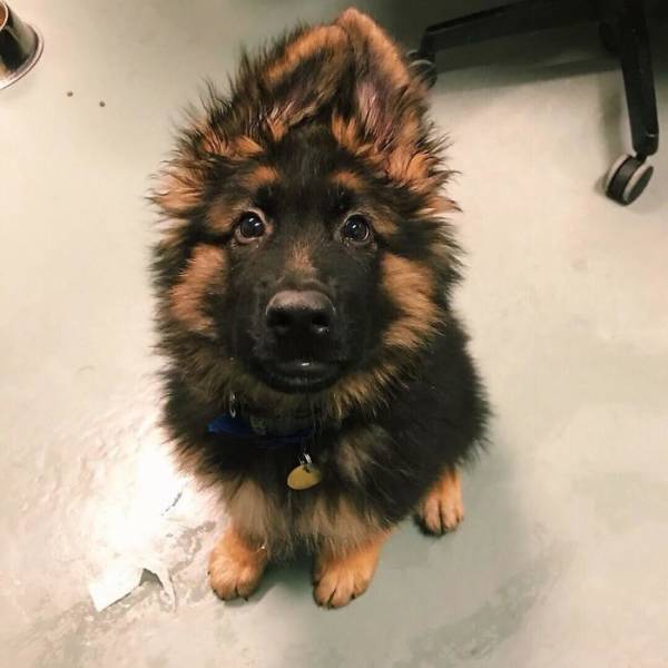 None Can Resist German Shepherd Puppies!