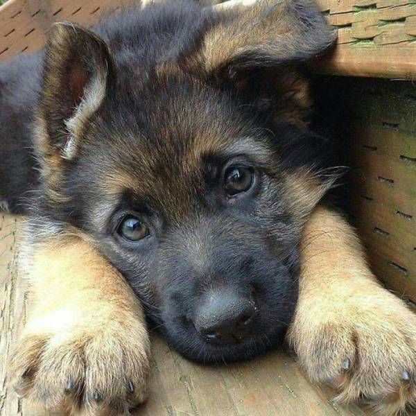 None Can Resist German Shepherd Puppies!