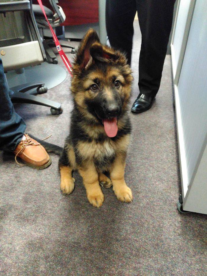 None Can Resist German Shepherd Puppies!