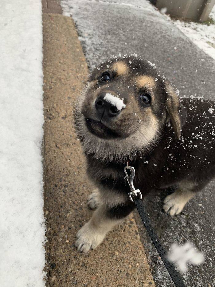 None Can Resist German Shepherd Puppies!