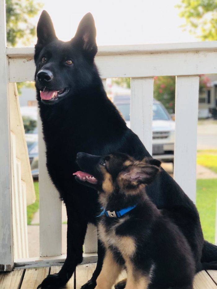 None Can Resist German Shepherd Puppies!