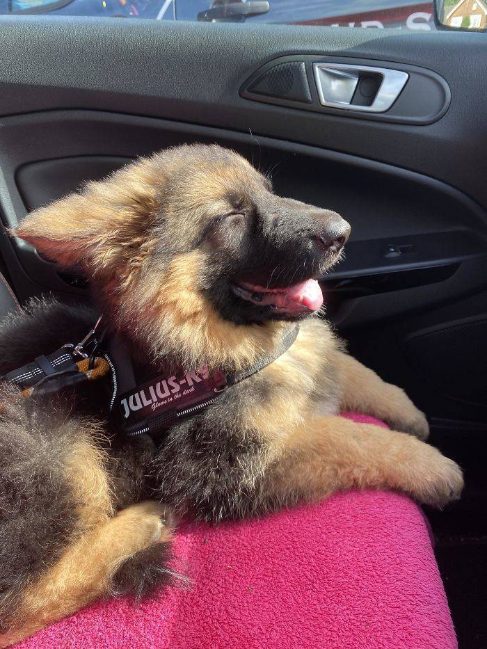 None Can Resist German Shepherd Puppies!