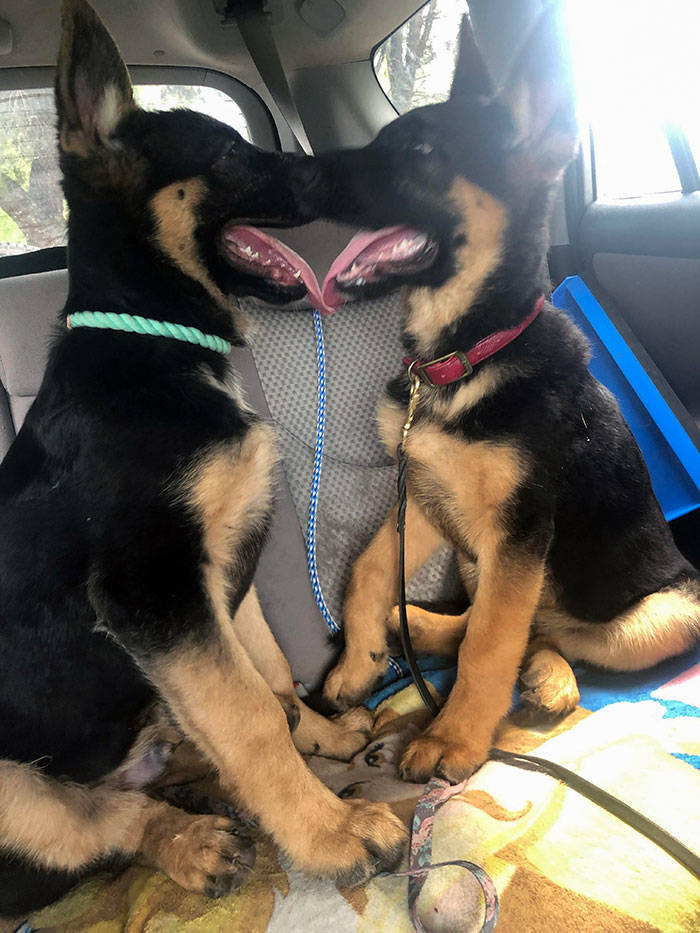 None Can Resist German Shepherd Puppies!