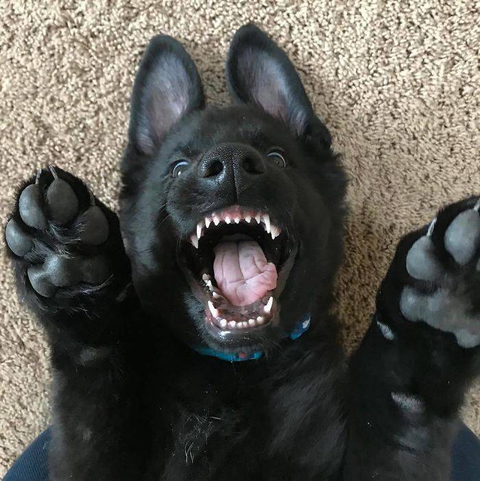 None Can Resist German Shepherd Puppies!