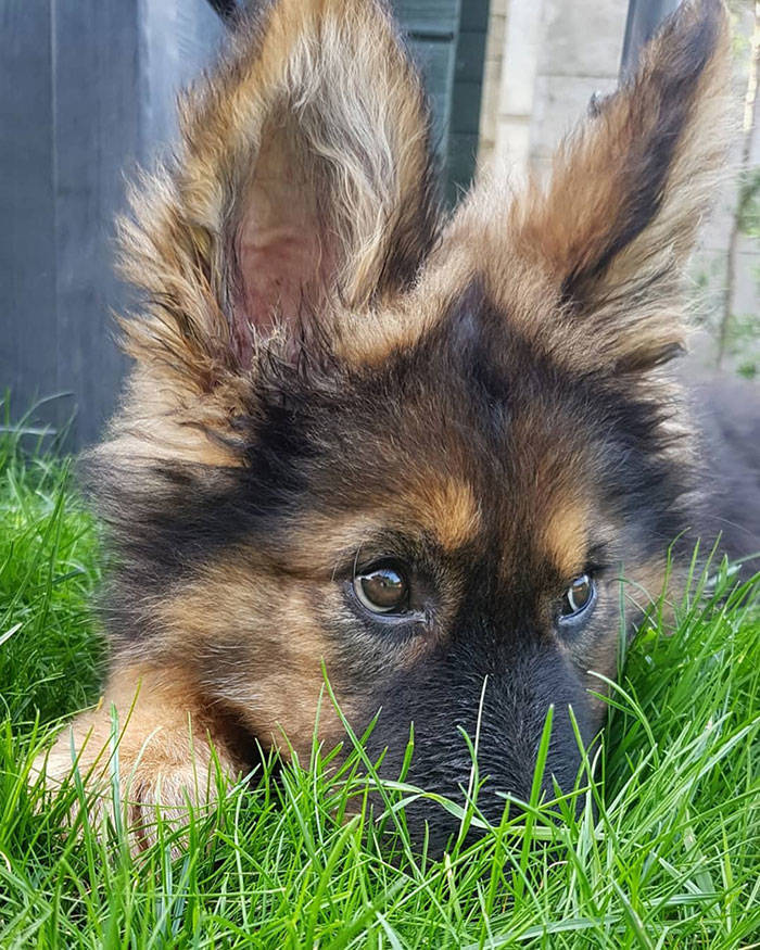 None Can Resist German Shepherd Puppies!