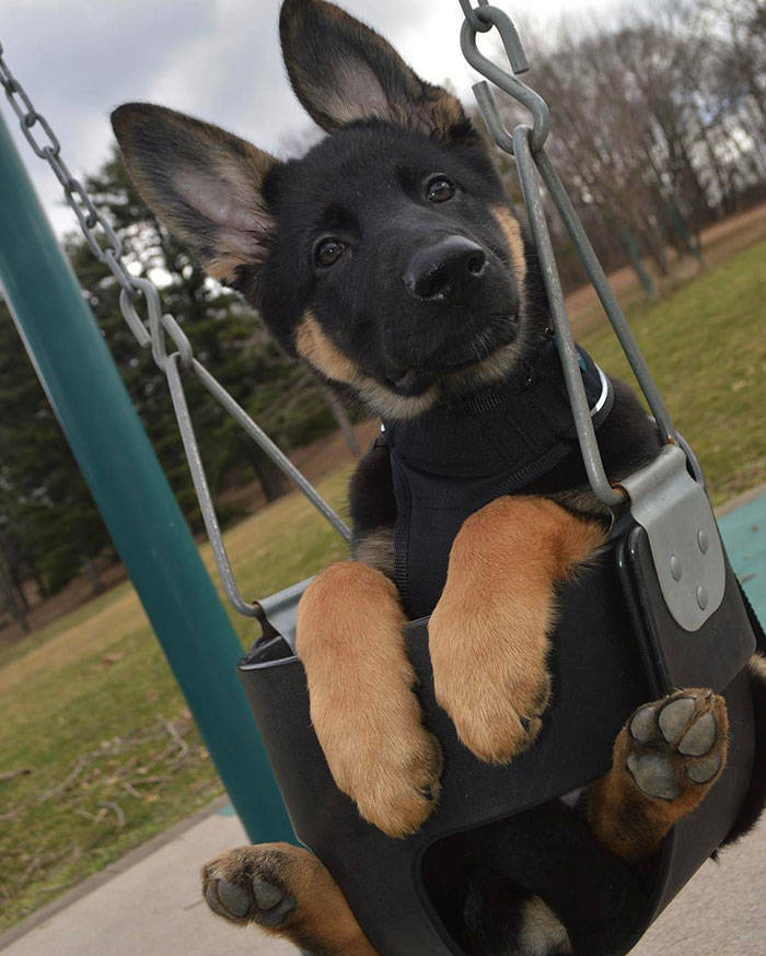 None Can Resist German Shepherd Puppies!