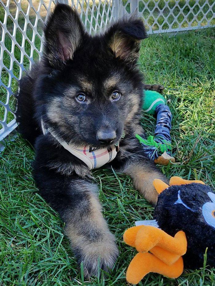 None Can Resist German Shepherd Puppies!