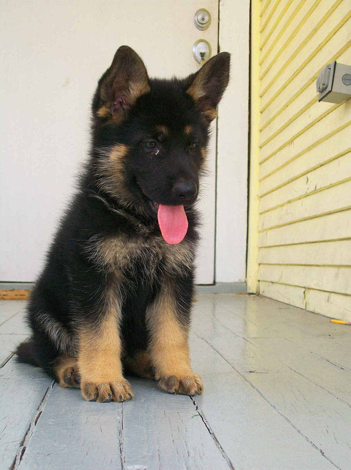 None Can Resist German Shepherd Puppies!