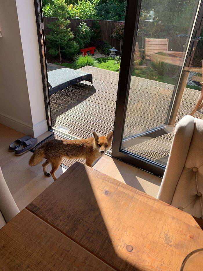 There’s A Fox In My House!