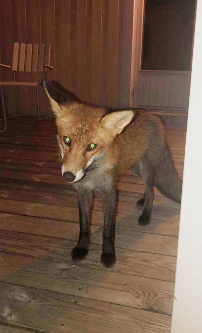 There’s A Fox In My House!