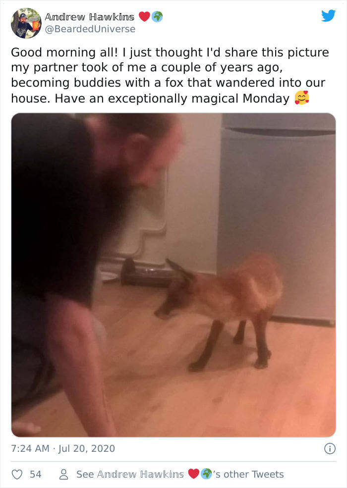 There’s A Fox In My House!