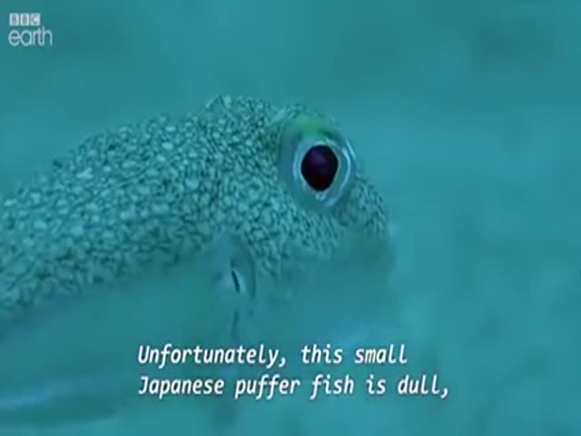 Puffer Fish Are Amazing, Just Wait And See!