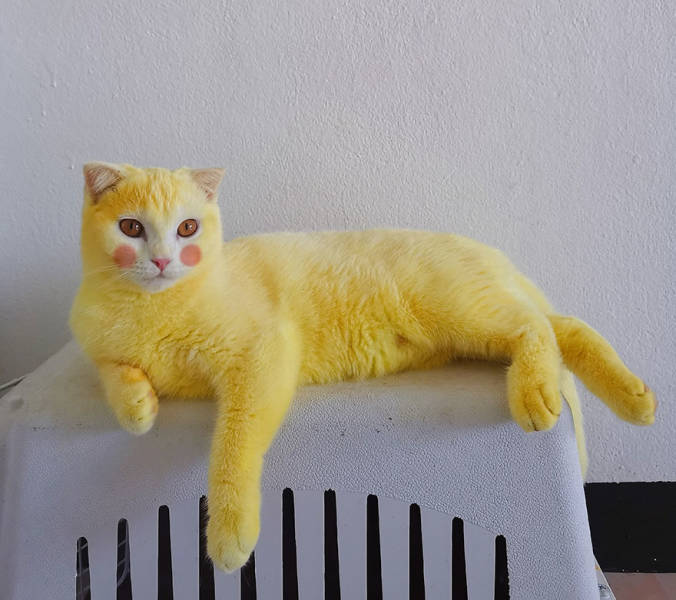 Cat Gets Treated With Turmeric Against Fungal Infection, Turns Into Pikachu!