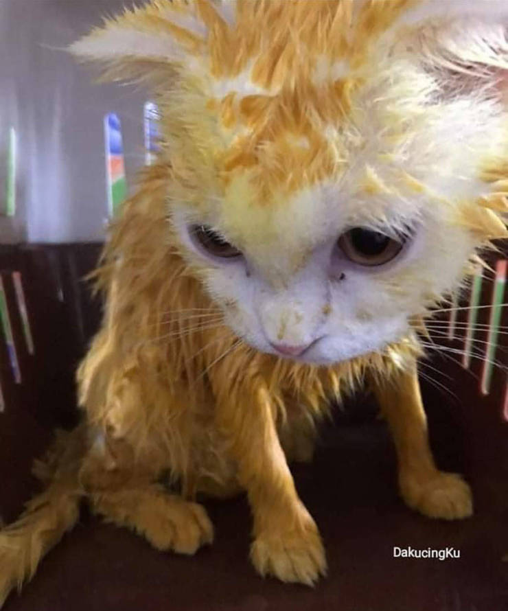 Cat Gets Treated With Turmeric Against Fungal Infection, Turns Into Pikachu!