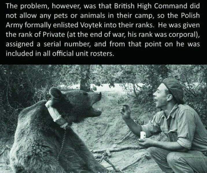 This Is Wojtek, The Bear Who Served In Polish Army Back In World War II