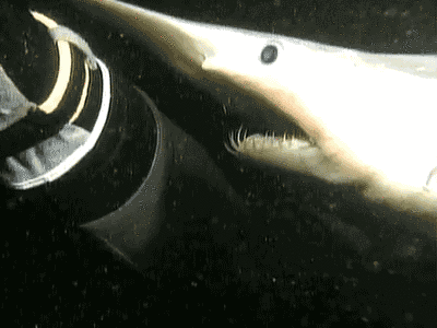 Had No Idea That Goblin Sharks Have Such Terrifying Alien-like Jaws