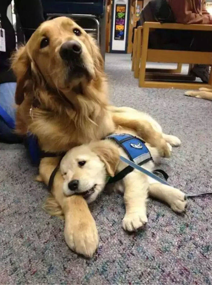 These Young Service Dogs Are Trying To Look Fierce, Okay?
