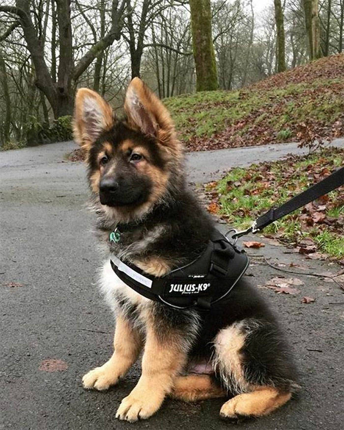 These Young Service Dogs Are Trying To Look Fierce, Okay?