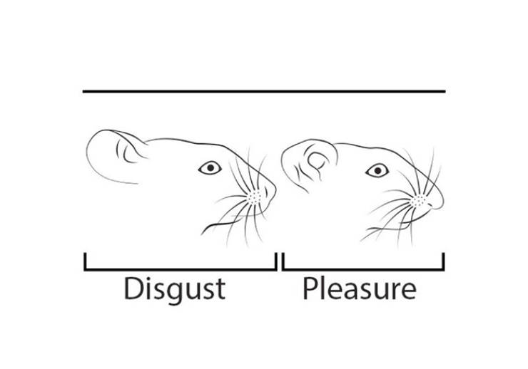 These Science Diagrams Are Accurate, But Still, Why?