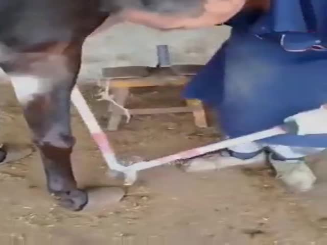 Horse Gets Pedicure (Manicure?) For The First Time