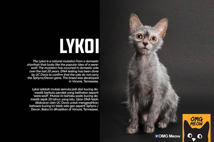 Cat Breeds And How They Came To Be