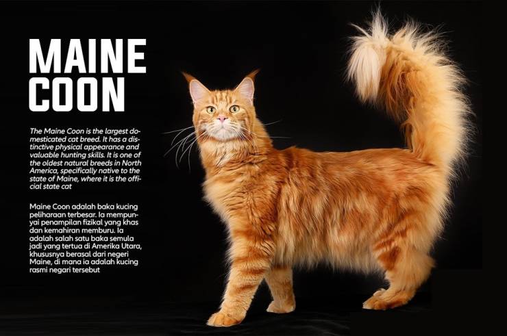Cat Breeds And How They Came To Be