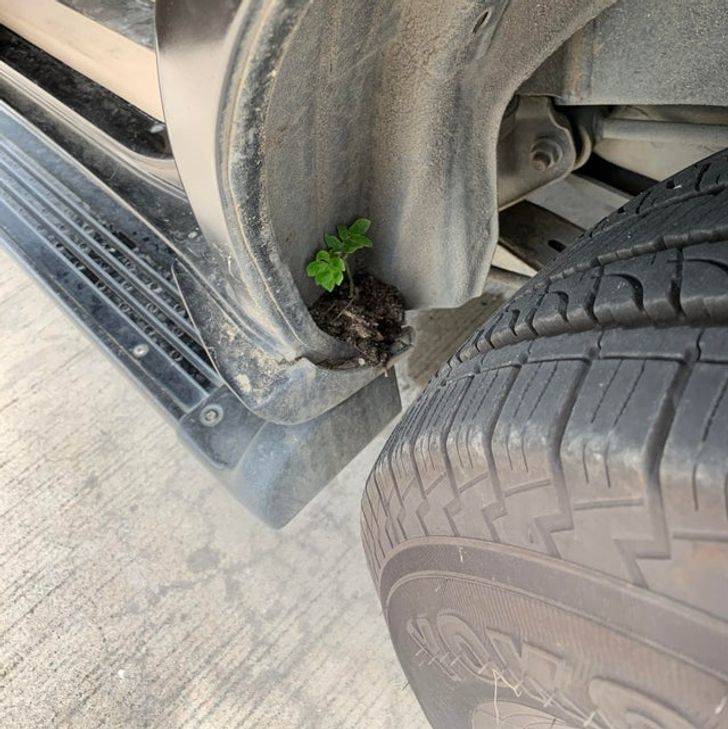 Nature Always Finds A Way…