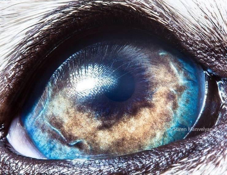 Animal Eyes Are Incredible!