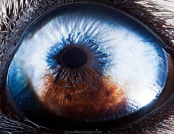 Animal Eyes Are Incredible!