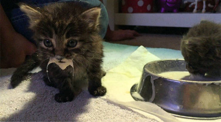 Cats Just Can’t Eat Without Making A Mess…