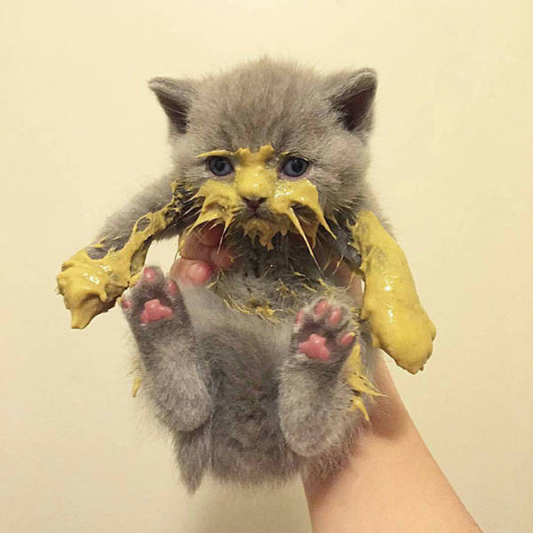 Cats Just Can’t Eat Without Making A Mess…