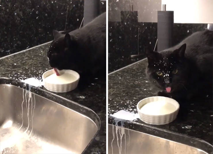 Cats Just Can’t Eat Without Making A Mess…