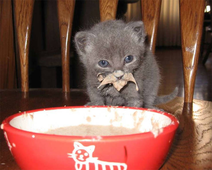 Cats Just Can’t Eat Without Making A Mess…