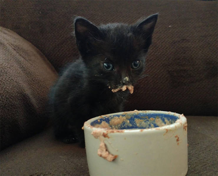 Cats Just Can’t Eat Without Making A Mess…