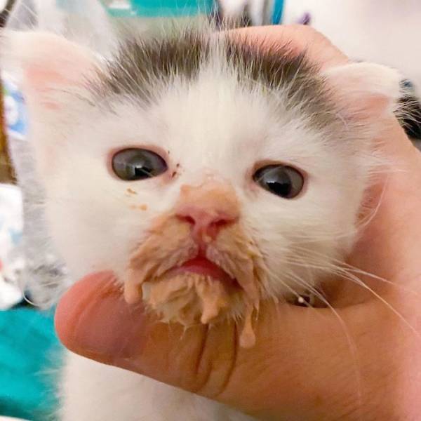 Cats Just Can’t Eat Without Making A Mess…