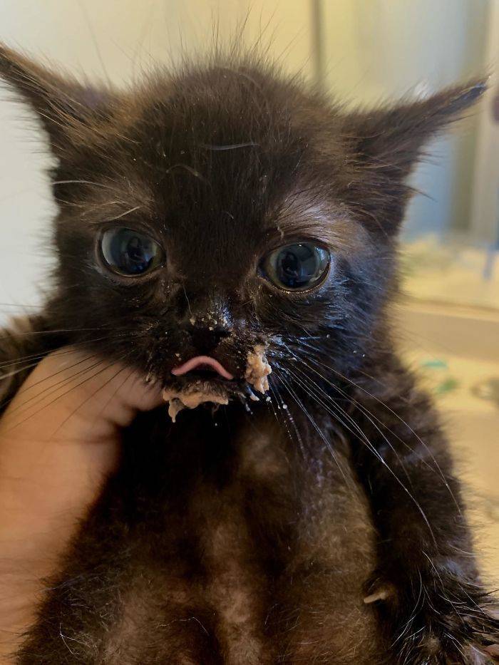 Cats Just Can’t Eat Without Making A Mess… (38 PICS