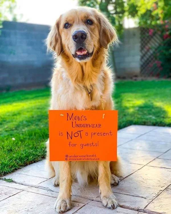 Pets Have No Shame