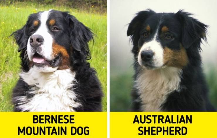 Wait, They Are Not The Same Dog Breed?!