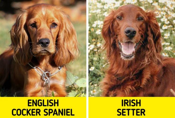 Wait, They Are Not The Same Dog Breed?!