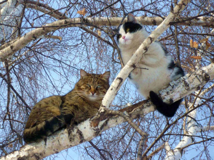 Cats Who Think They Are Birds…