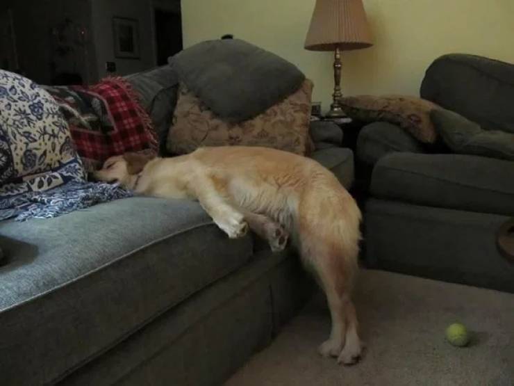 Dogs Don’t Care, They Can Sleep Anywhere!